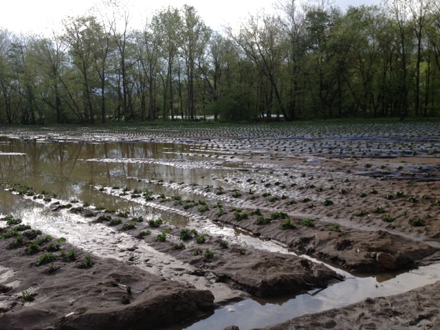 How to Handle Flooded Fields | Carolina Farm Stewardship Association