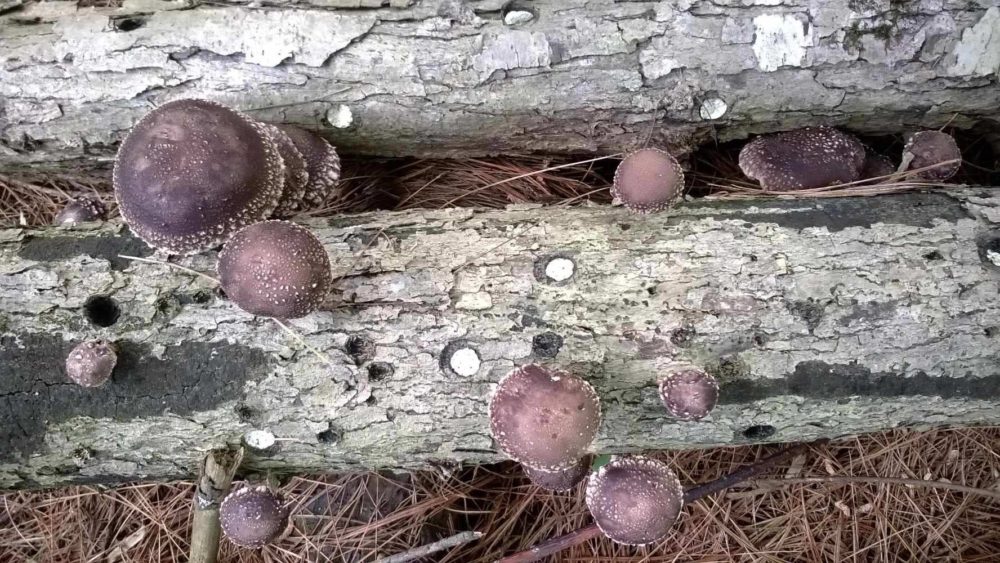 Shiitakes growing on a log