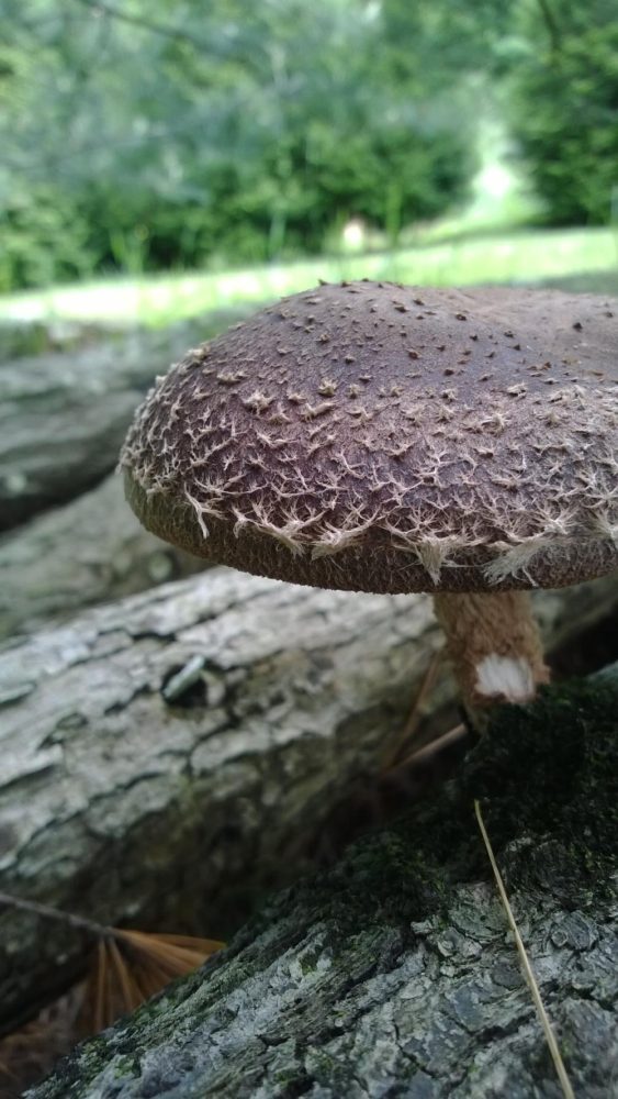 Close-up of a shiitake growing on an outdoor log in the shade