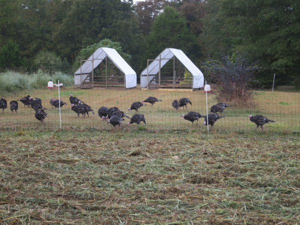 Turkeys on pasture at Peregrine Farm in 2013