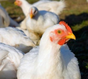 John & Betsie raise Jumbo Cornish Cross chickens