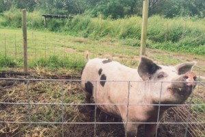 Pig at Brother's Farm