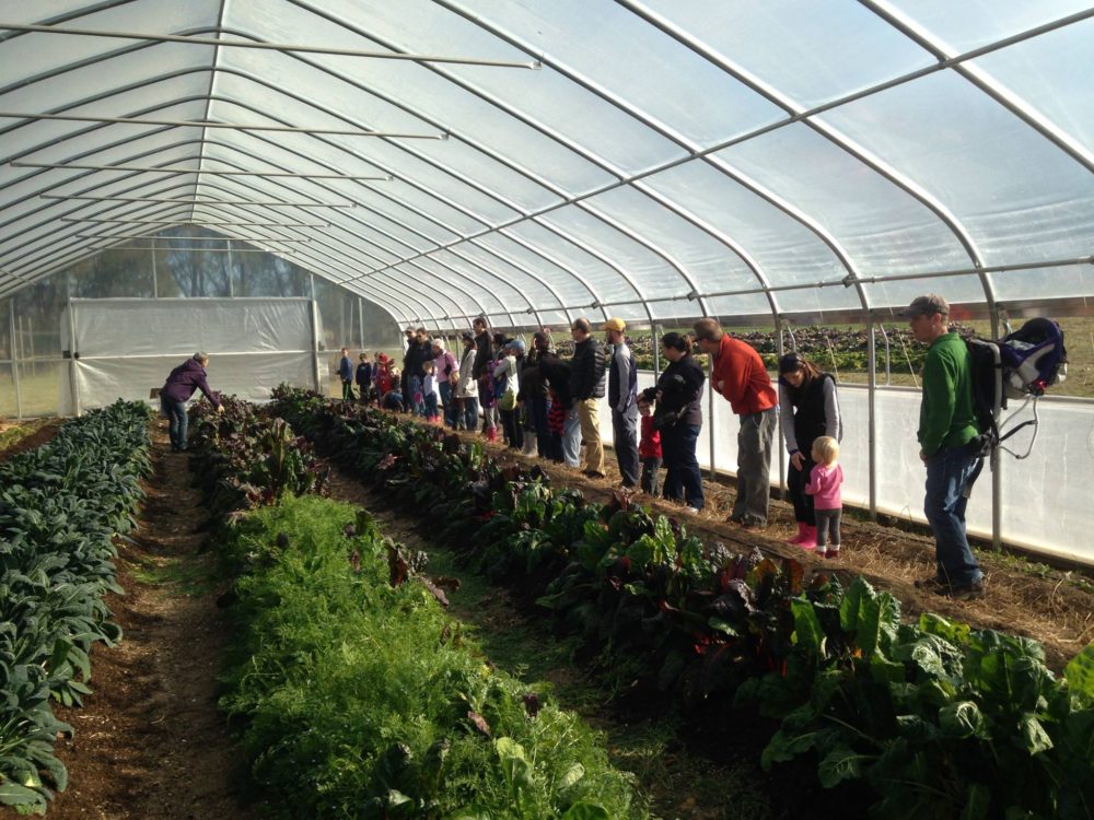 A visiting group in the high tunnel at RambleRill Farm