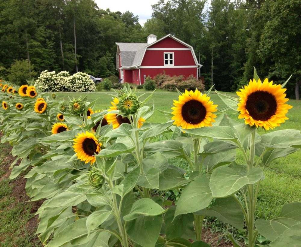 RambleRill barn and sunflowers