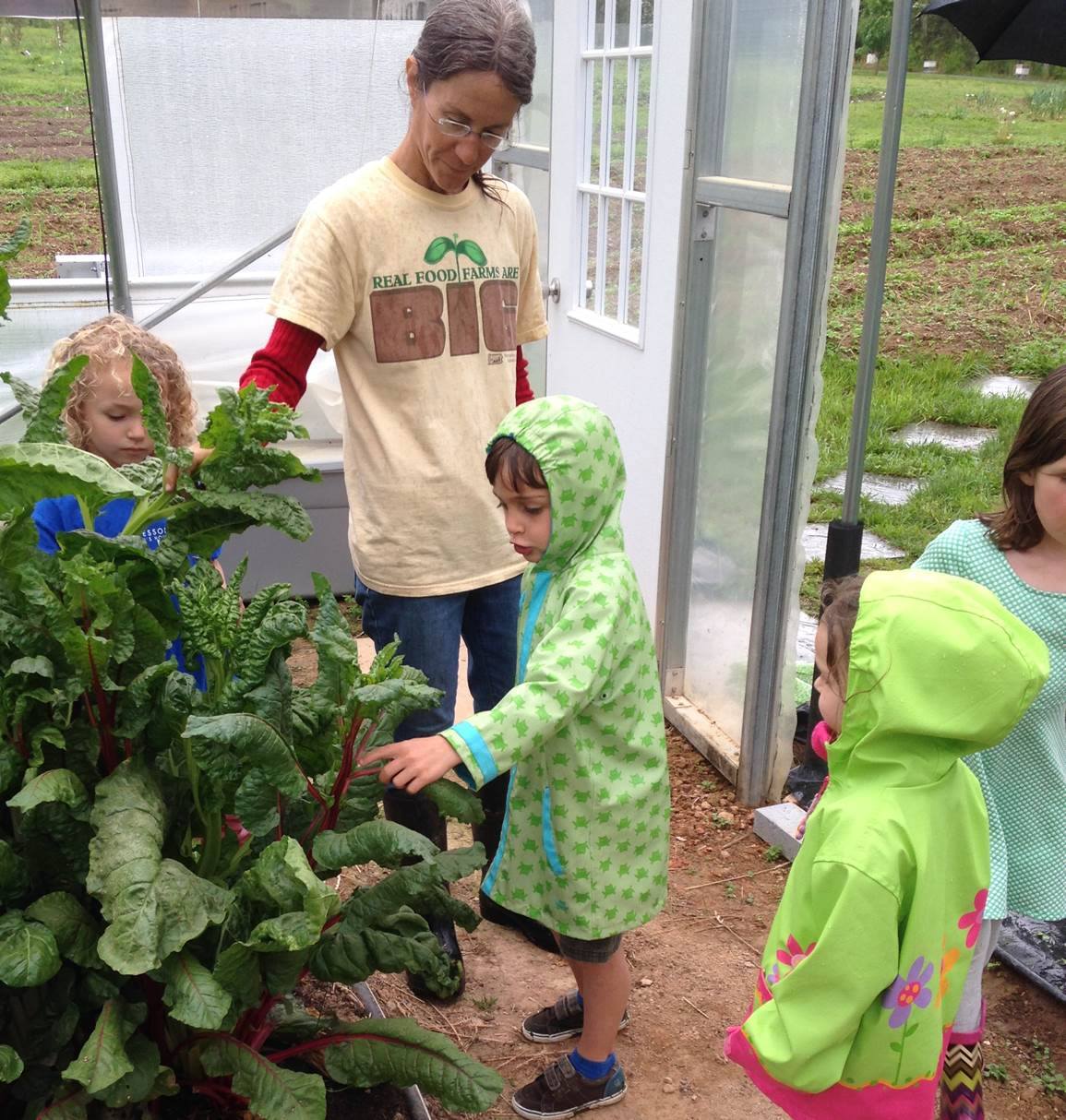 Children admiring the chard in the high tunnel