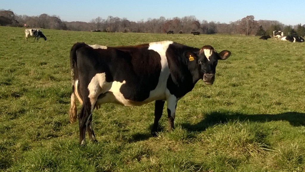 Cow at Reedy Fork Organic Dairy