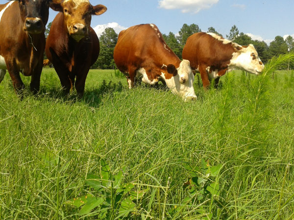 wil-moore-farm---cows