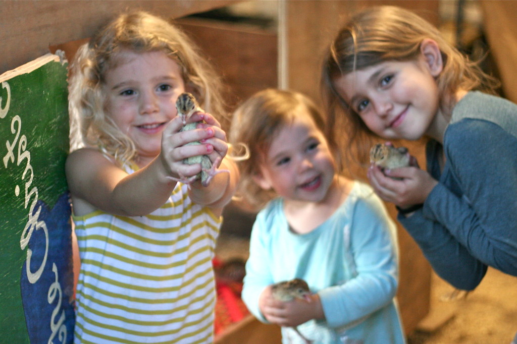 Graycie, Ellie & Maddison prep the baby heritage turkeys for their new homes in the brooder that day. Their daily job is to check the feed and water for these birds. Photo submitted by Chris Kaiser