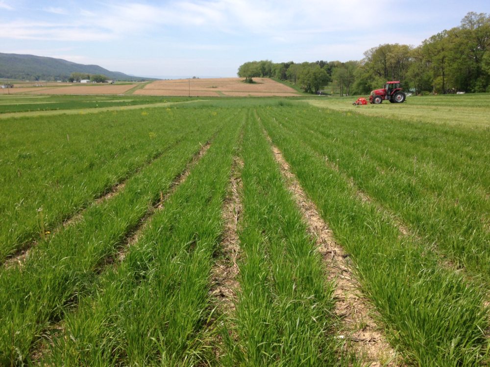 Fall cover crops can suppress weed seed germination. Photo by John Wallace