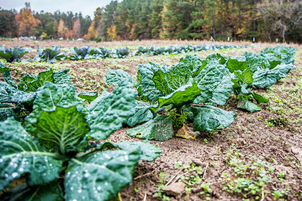 Cold-hardy collards in a field at Perry-Winkle Farm. Photo by Stephen Nix.