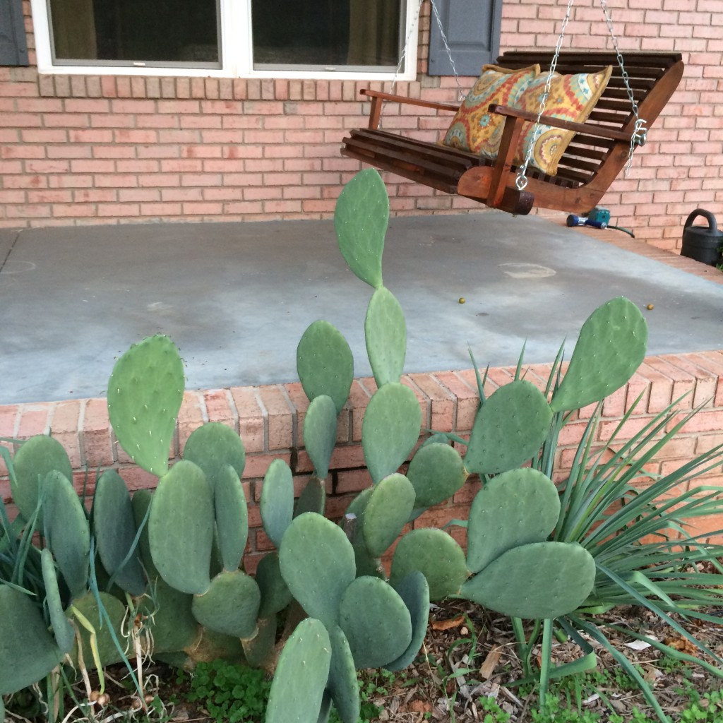 The spineless prickly pear (Opuntia ellisiana) grows next to a porch swing providing easy access to the tasty pads.
