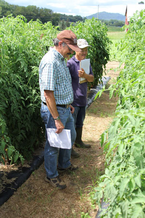 Jim Myers (Oregon State University) and Luping Qu (NC State) discuss tomato variety trials at an NC State research station. The trials are part of the TOMI project, a multi-state organic plant breeding project focused on improving tomatoes for the fresh market. Photo submitted by Kiki Hubbard.