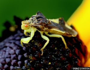 Ambush bug (Phymata sp.), a beneficial insect often found on flowers. Source: David Cappaert, Bugwood.org 
