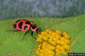 Spotted lady beetle (Coleomegilla maculate) feeding on eggs of Colorado Potato beetle. Source: Whitney Cranshaw, Colorado State University, Bugwood.org 