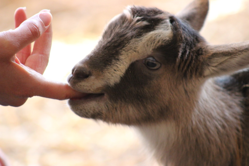 Get up close and personal with the baby goats at Celebrity Dairy