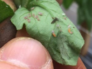 pests on produce