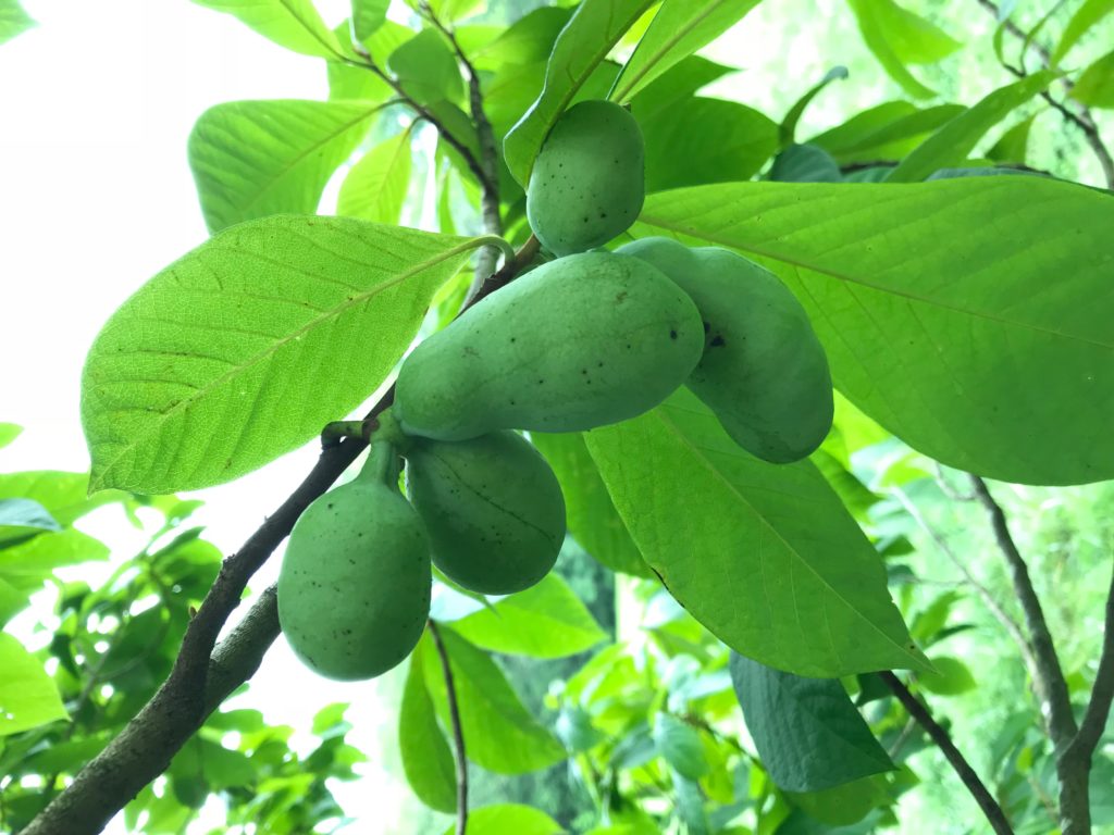 أشجار الفاكهة Pawpaw جنوب كارولينا