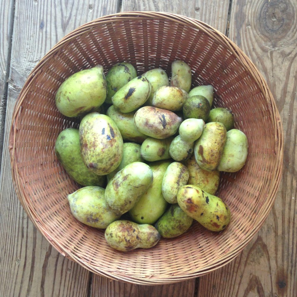 A basket of pawpaws for sale at the farmstand