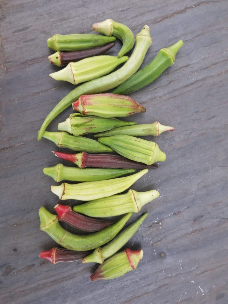 Different okra varieties