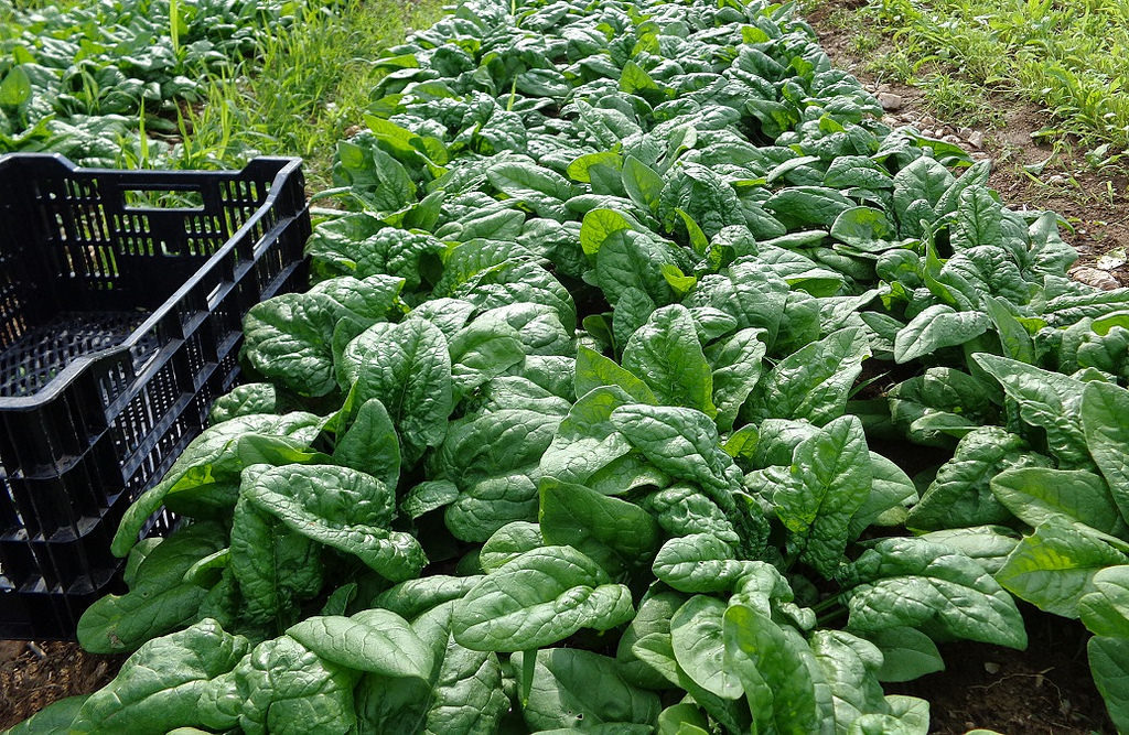 Spinach bed ready for harvest. Photo credit: Ellen Polishuk