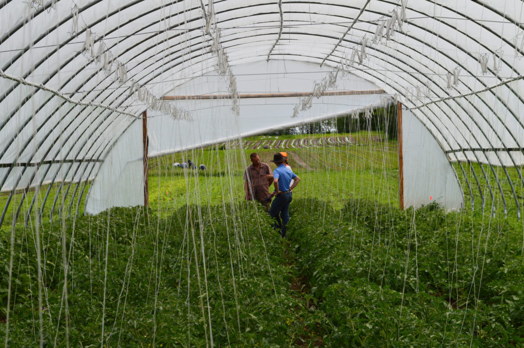 Farmers talking in a high tunnel with tomatoes. Photo credit: Ellen Polishuk.