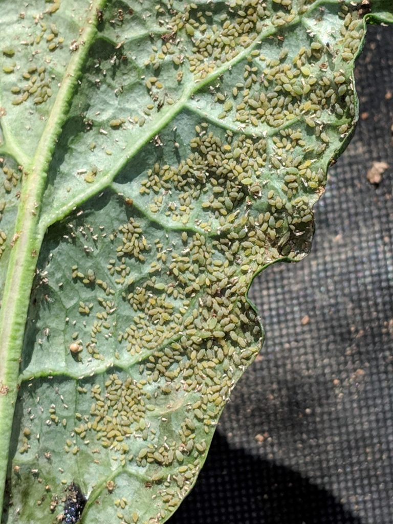 Aphid infestation on Lacinato kale. Photo credit: Sarah Bostick