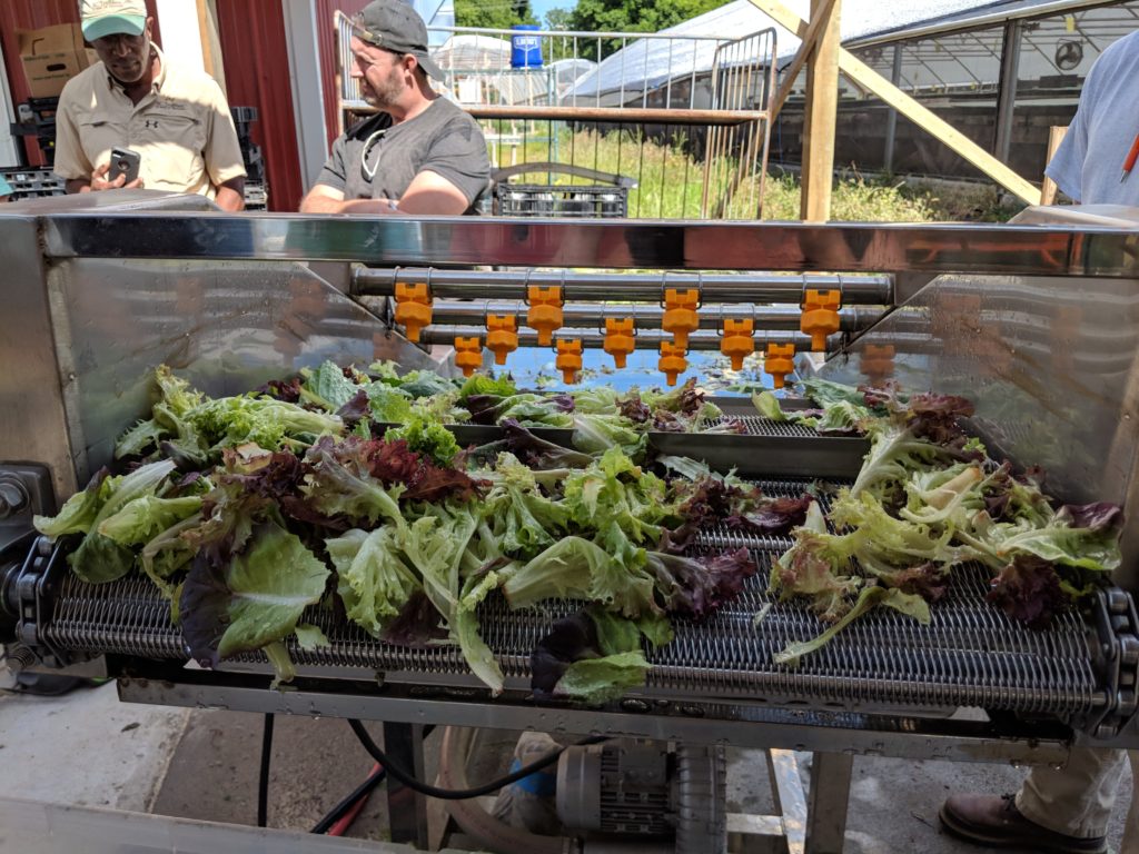 Lettuce drying. Photo credit: Sarah Bostick