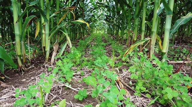 cover crops | Carolina Farm Stewardship Association