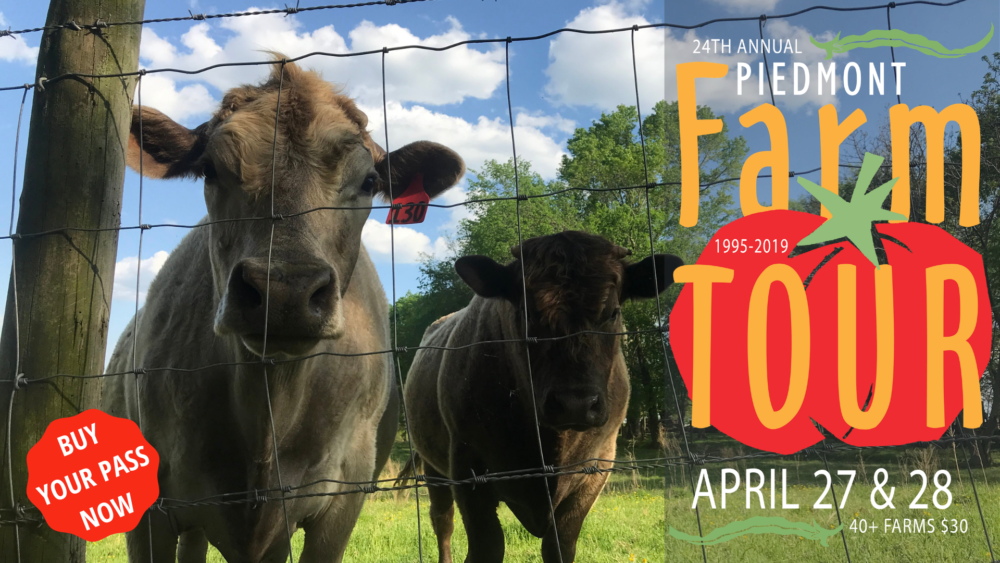 Buy your 2019 Farm Tour pass image of cows