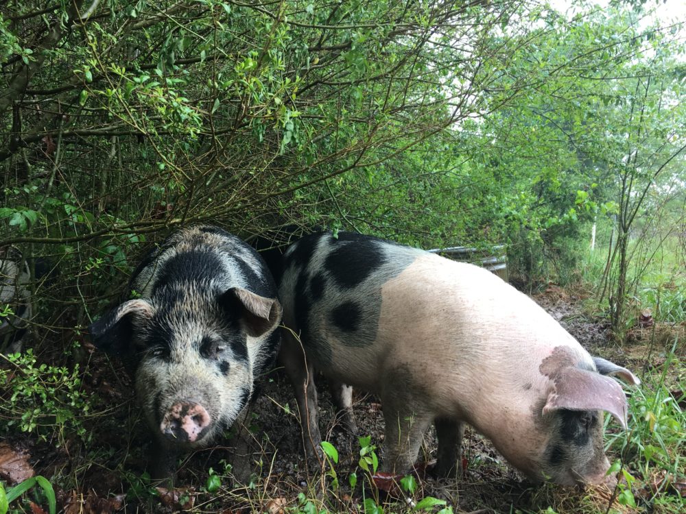 Forest-raised pigs at Dawnbreaker Farm in Hurdle Mills.