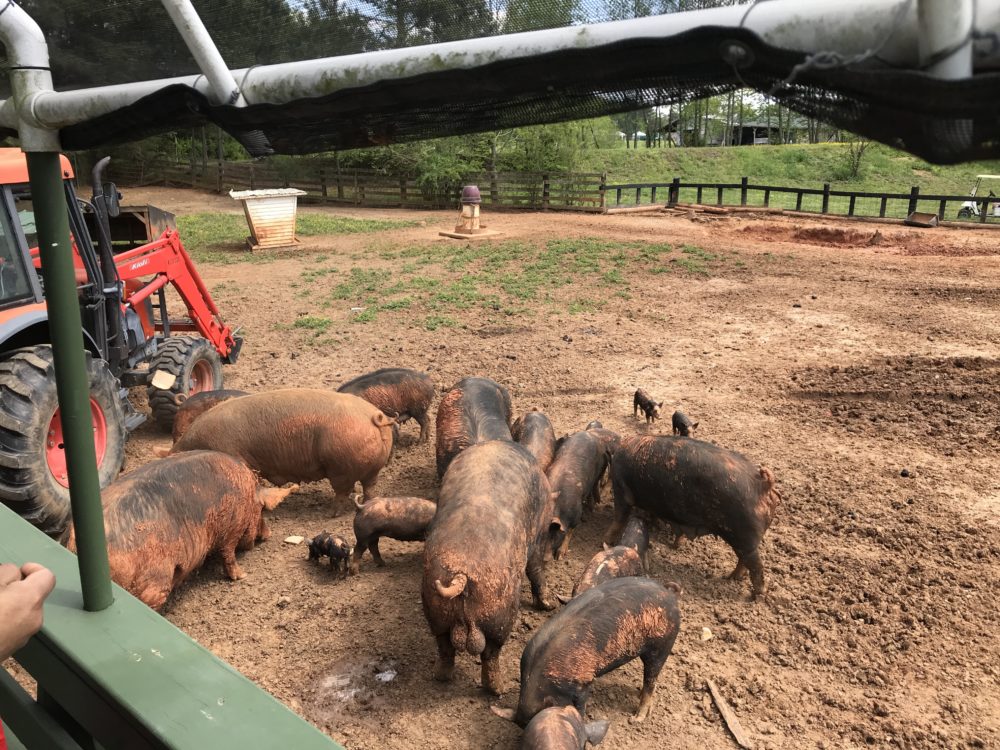 Feeding the pigs at Turtle Mist scraps on the 2018 Farm Tour