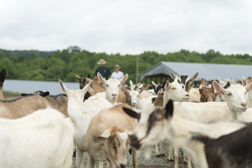 A herd of goats at Lindale Organic Dairy. Credit: Organic Valley