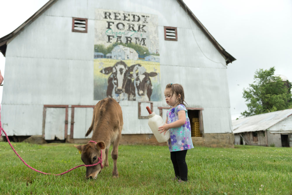 Little girl at Reedy Fork Farm feeding a calf. Credit: Organic Valley