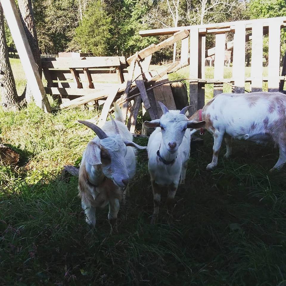 Goats at the Family Farmstead