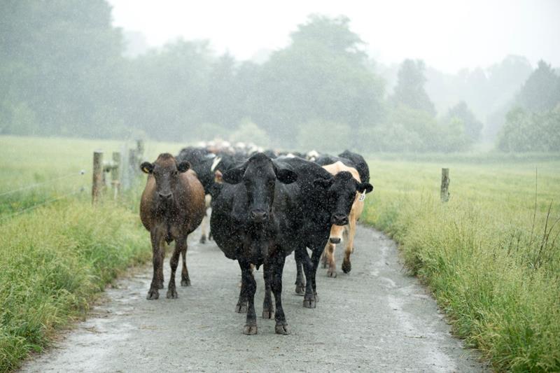 Reedy Fork cows in the rain. Credit: Organic Valley
