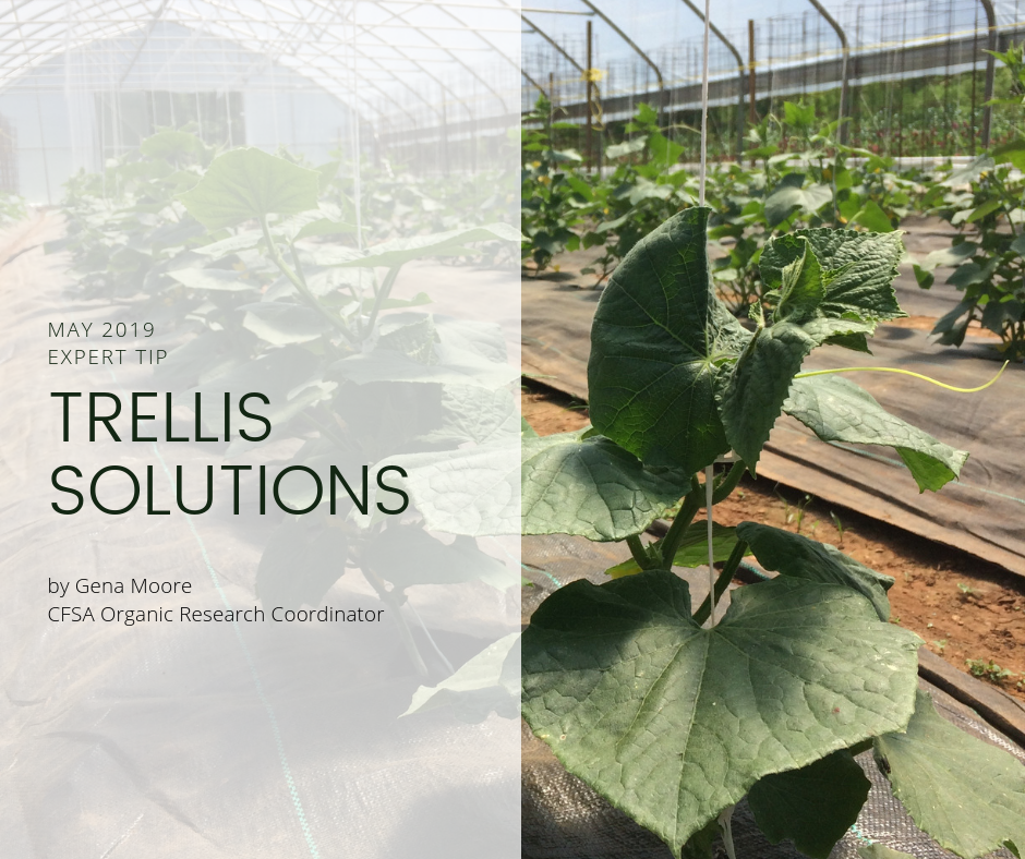Cover photo fore trellis solutions