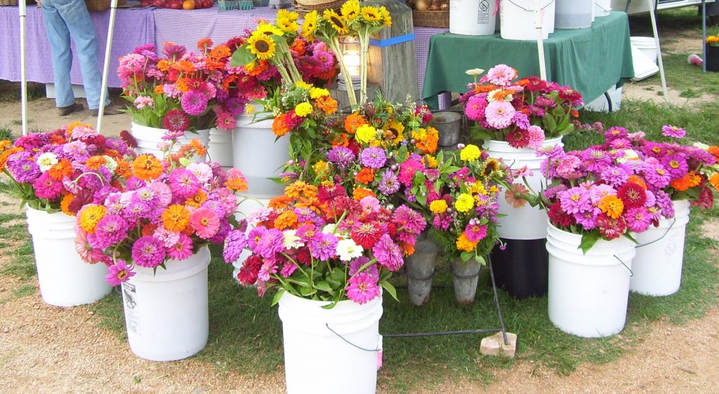 A market stall with a dozen buckets spilling with colorful zinnias and sunflowers from Perry-winkle Farm