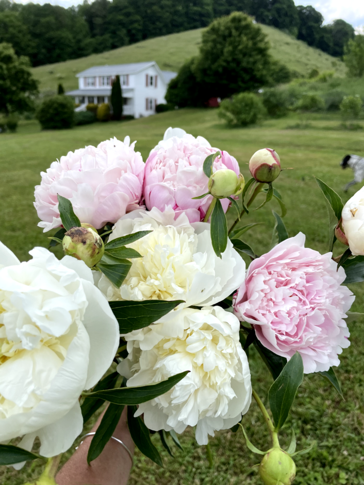 bouquet of peonies from springhouse farm
