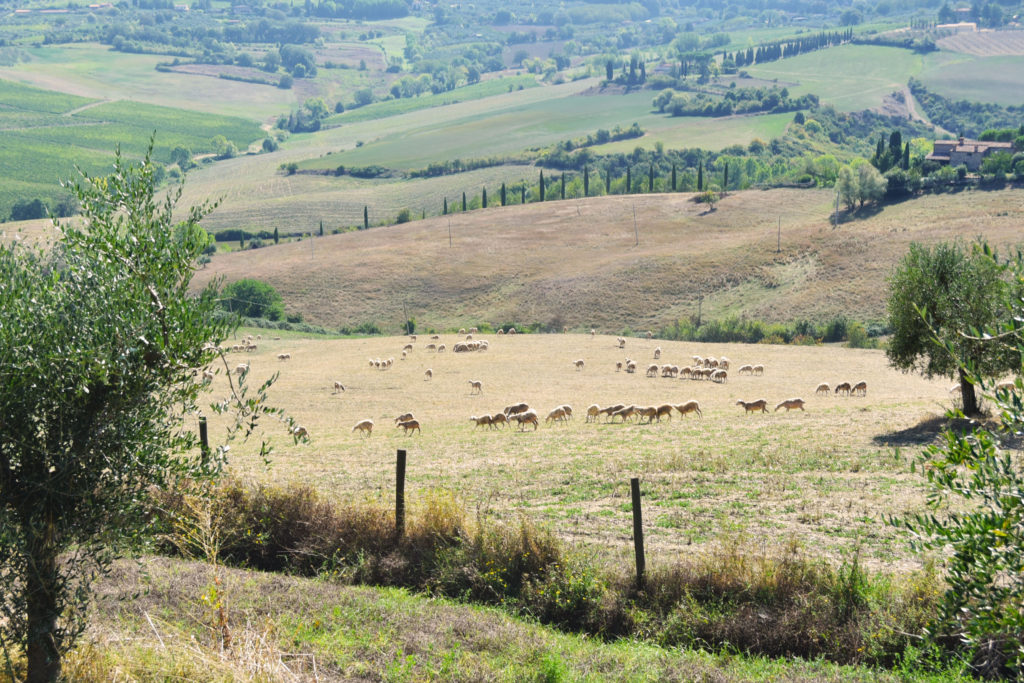 Pasture-based dairy sheep in Tuscany