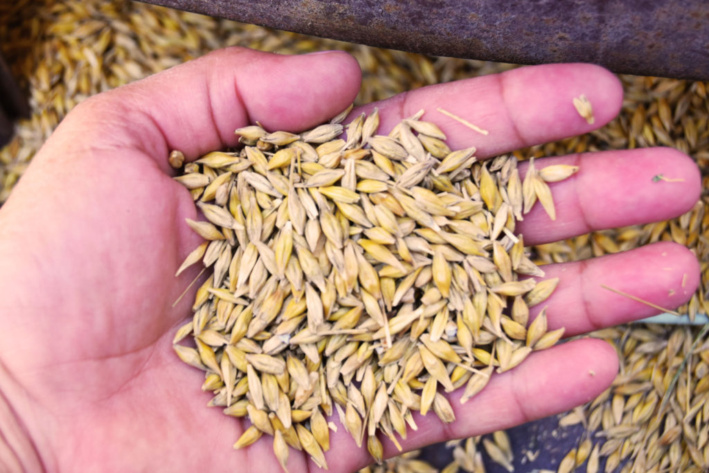 A handful of barley