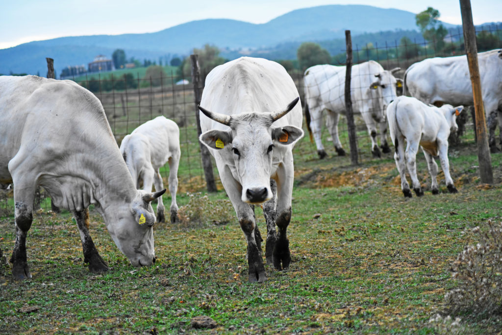 Chianina cattle at Tenuta La Fratta