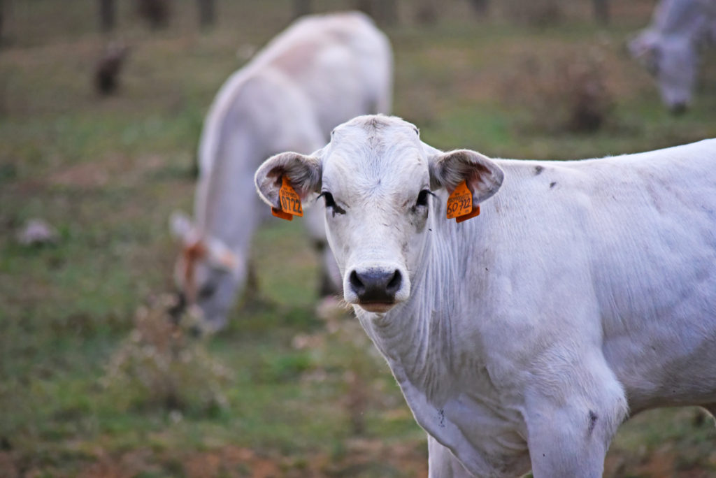 Chianina cattle at Tenuta La Fratta