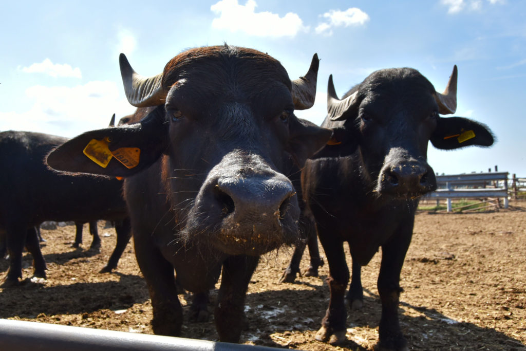 Dairy buffalo cows at La Maremmana
