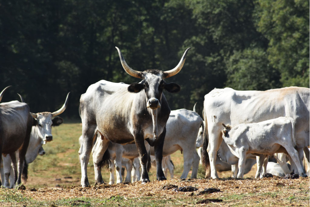 Maremmana beef cattle at Tenuta di Paganico