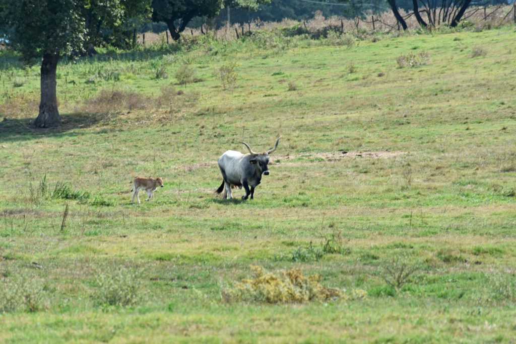 Maremmana running with her calf at Tenuta di Paganico 