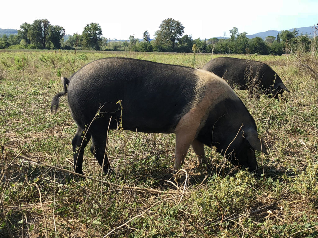 Cinta senese pigs at Tenuta di Paganico 