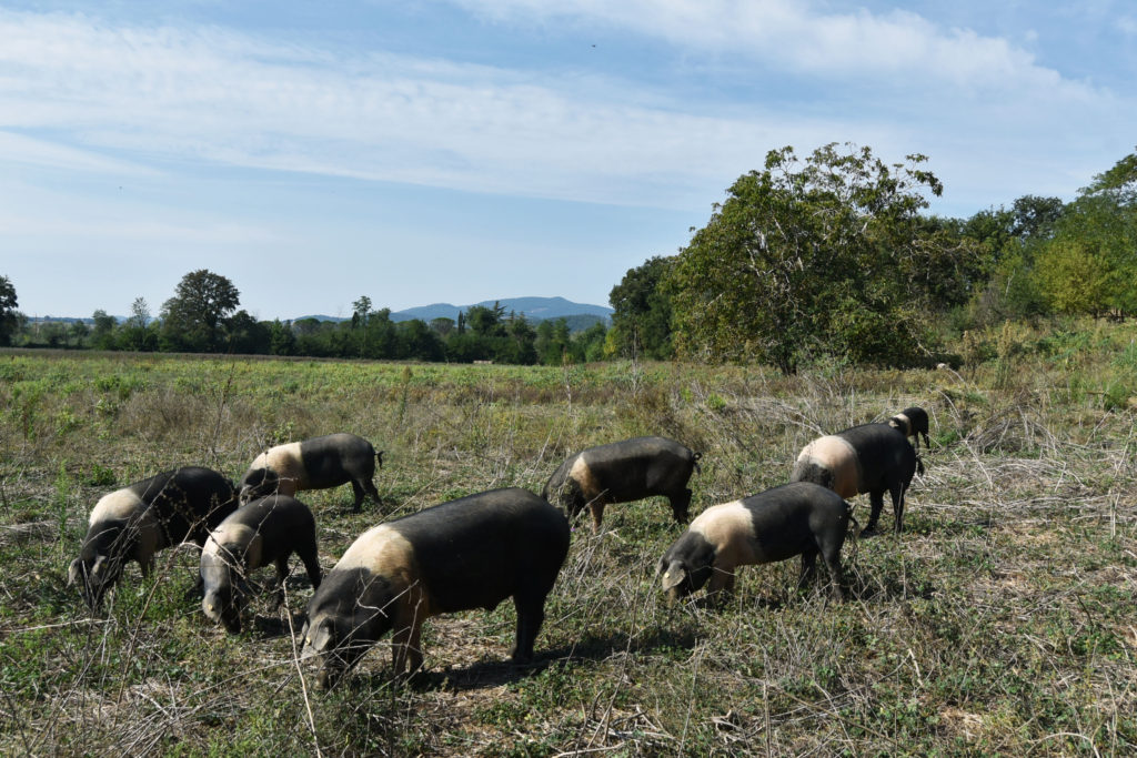 Cinta senese pigs at Tenuta di Paganico