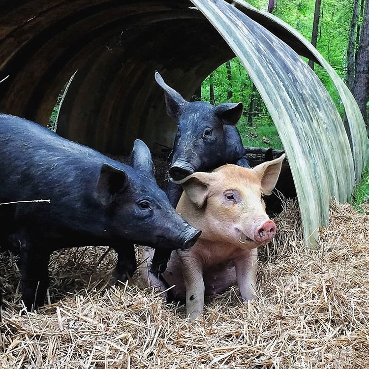 Pigs taking shelter. Photo via Rhyne Cureton