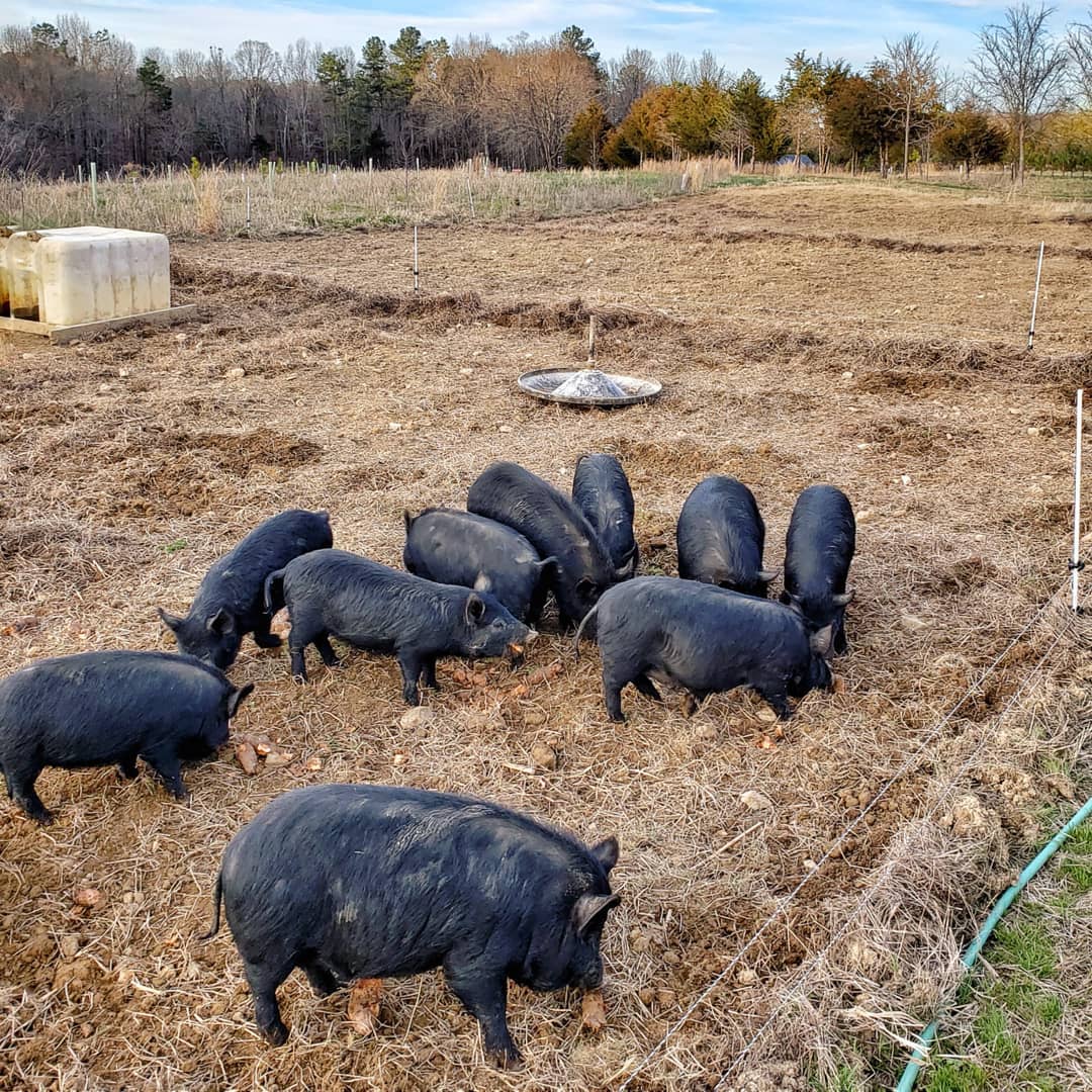 Pigs on pasture. Photo by Rhyne Cureton