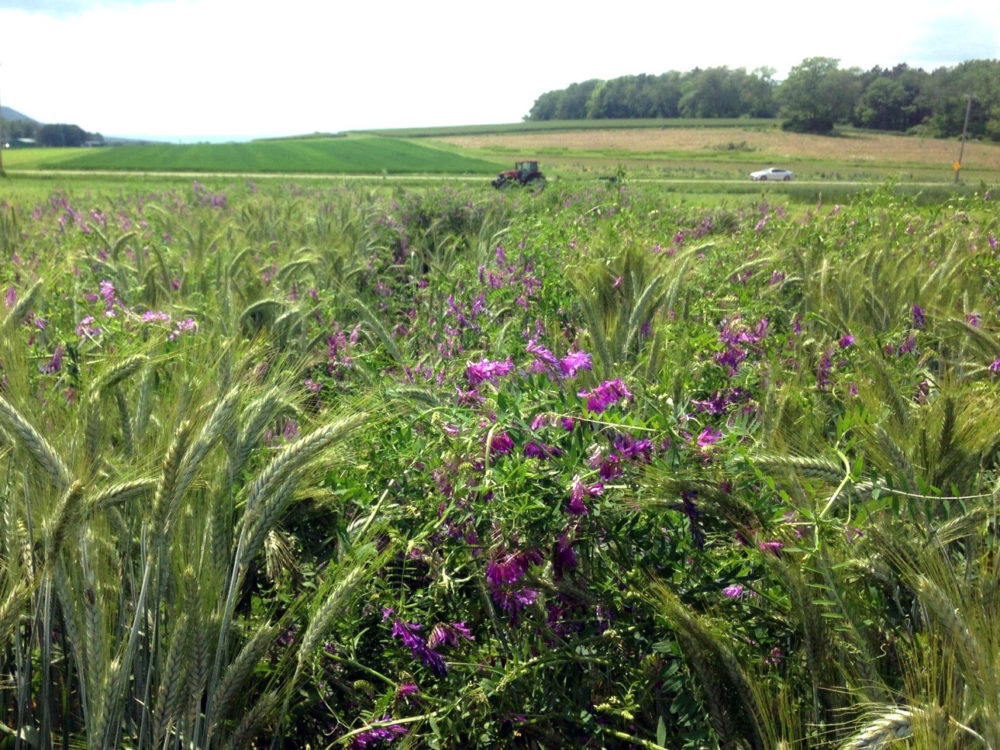 This diverse mix consists of four crop species (rye, hairy vetch, crimson clover, and radish) and is allowed to grow six feet tall before being terminated with a roller-crimper or flail mower. Credit: John Wallace. 